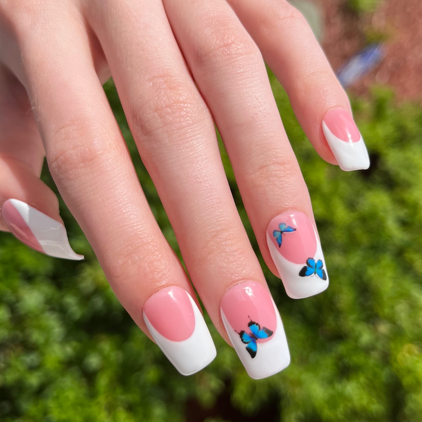 French Butterfly